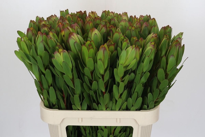 <h4>Leucadendron Goldstrike</h4>