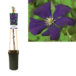 Clematis vit. 'Etoile Violette' +light label