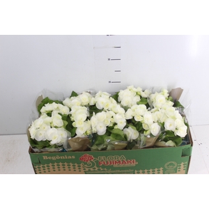 BEGONIA NETJA WHITE P11