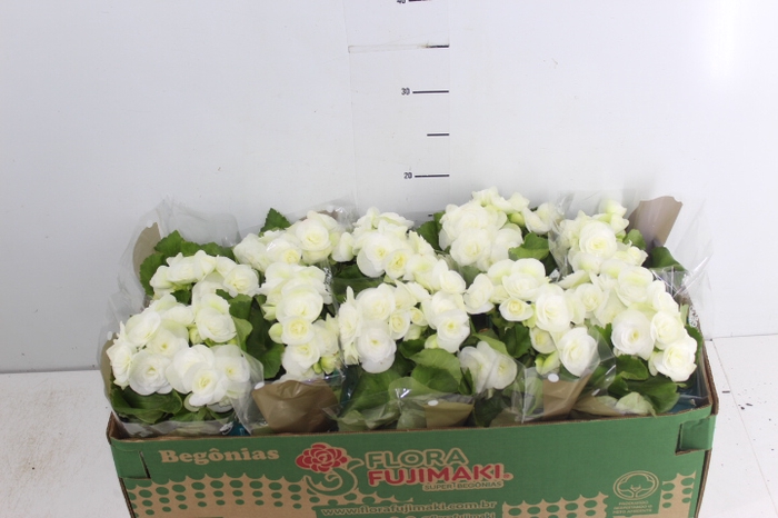 BEGONIA NETJA WHITE P11