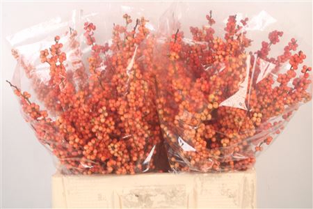 <h4>Ilex magical daydream</h4>