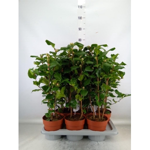 Camellia japonica 'Dr King'