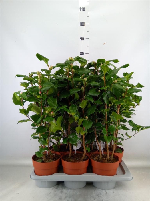 <h4>Camellia japonica 'Dr King'</h4>