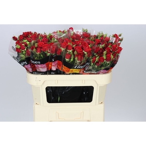 Rosa Tr Mirabel X5