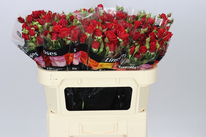 <h4>Rosa Tr Mirabel X5</h4>