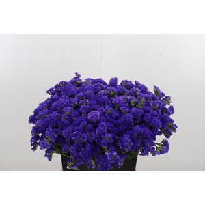 Limonium Crystal Dark Blue