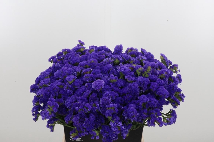 <h4>Limonium Crystal Dark Blue</h4>