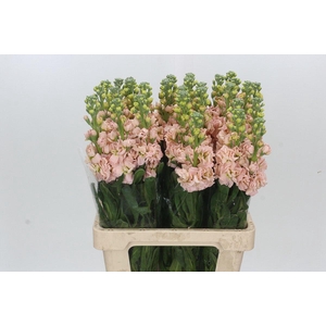 Matthiola Iron Apricot