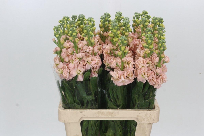 <h4>Matthiola Iron Apricot</h4>