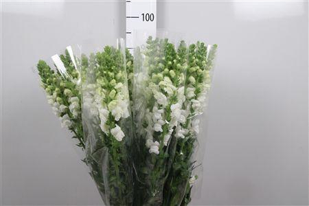 <h4>Antir It. White</h4>