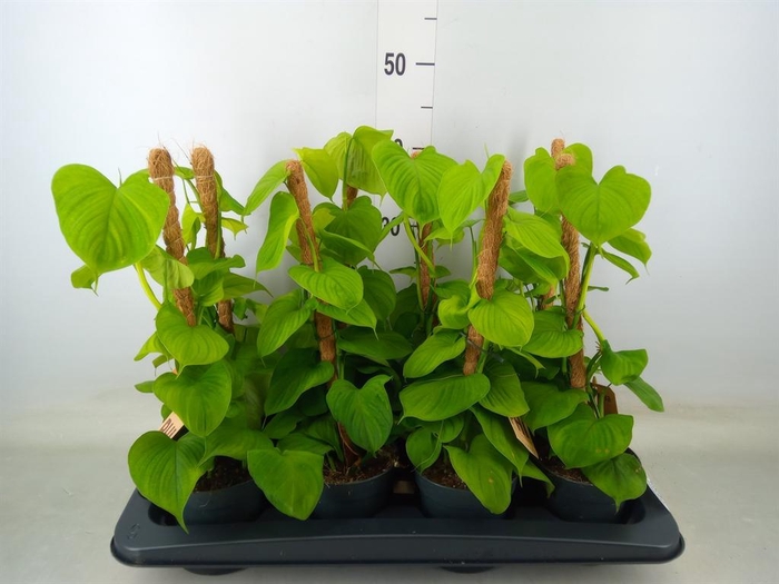 <h4>Philodendron   ...</h4>