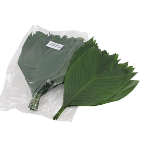 Cocos Large V P X5