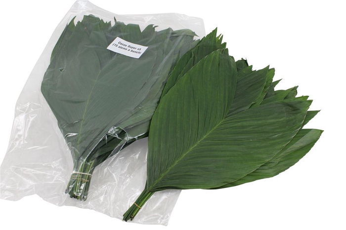 <h4>Cocos Large V P X5</h4>