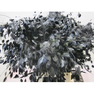 Chasmanthium Zwart