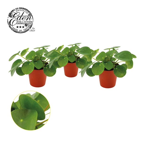 <h4>Pilea Peperomioides 5,5cm</h4>