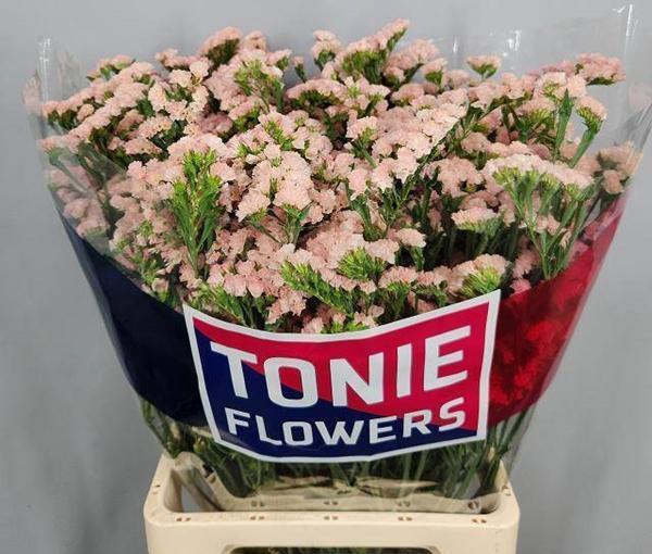 <h4>LIM S SWEET APRICOT?</h4>