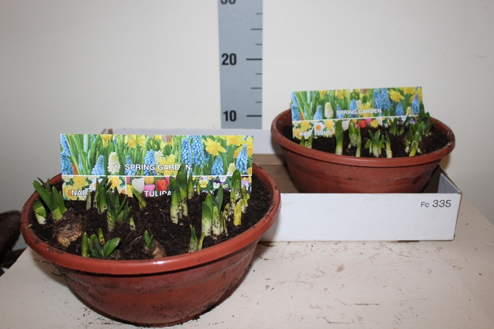 <h4>NARC O TETE A TETE</h4>