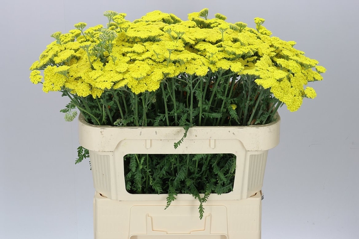 <h4>Achillea Moonshine</h4>