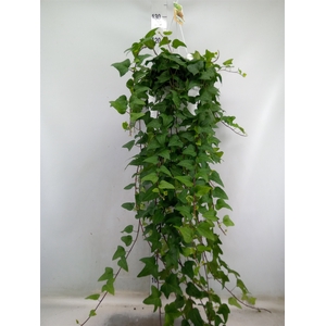 Hedera helix 'Mein Herz'