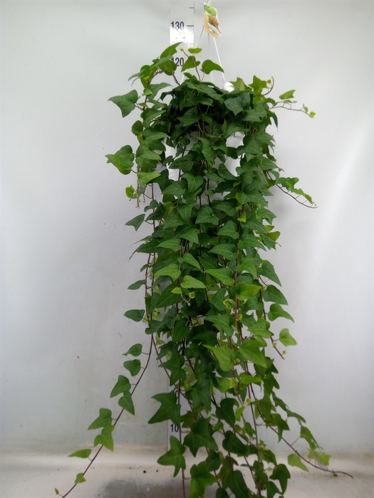 <h4>Hedera helix 'Mein Herz'</h4>