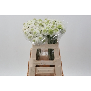 Scab At Focal White Imp