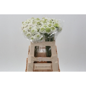 Scab At Focal White Imp