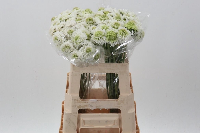 <h4>Scab At Focal White Imp</h4>