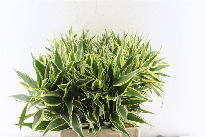 <h4>Sandriana White</h4>