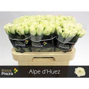 R Gr Alpe Dhuez