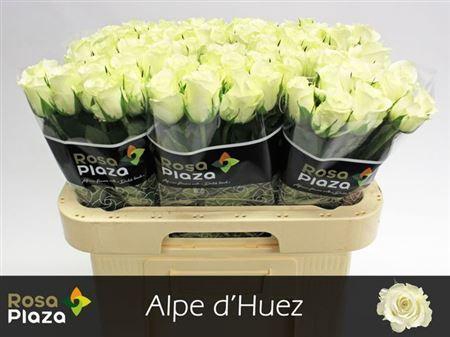 R Gr Alpe Dhuez