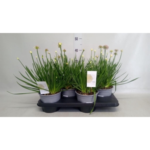 Allium  'Millenium'