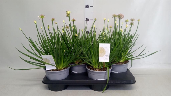 <h4>Allium  'Millenium'</h4>
