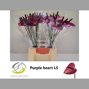 ANTH A PURPLE HEART