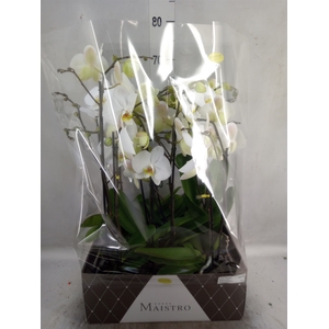 Phalaenopsis   ...white