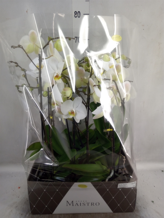 Phalaenopsis   ...white