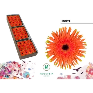 Gerbera Gerpasta Lindya