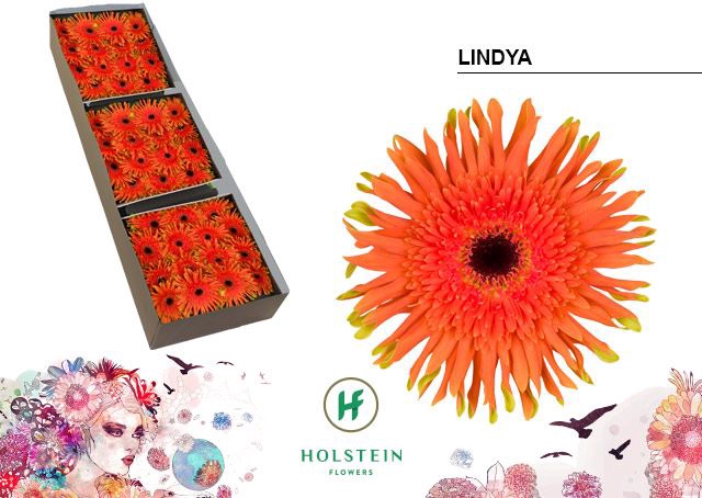 <h4>Gerbera Gerpasta Lindya</h4>
