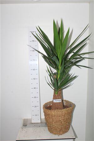 <h4>Yucca In Mand</h4>