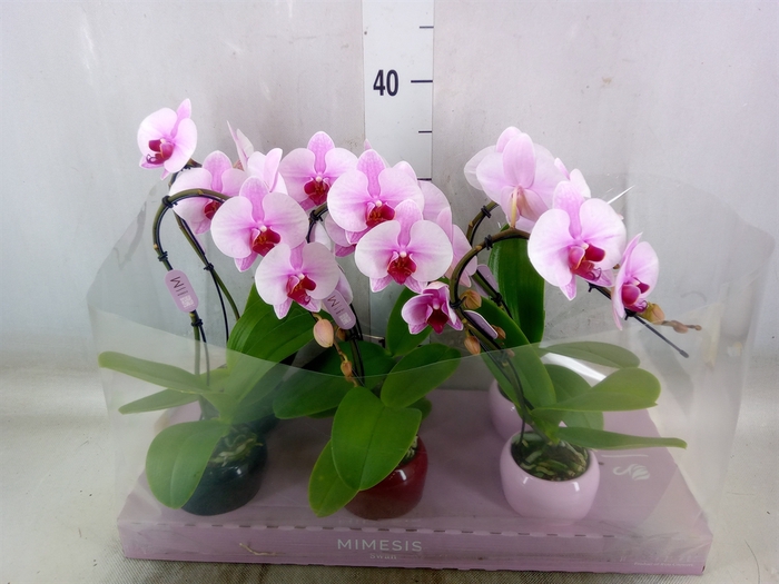 <h4>Phalaenopsis   ...rose</h4>