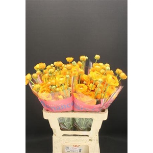 Ran Romance Digne 50cm