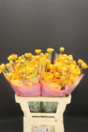 <h4>Ran Romance Digne 50cm</h4>