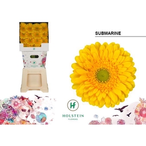 Gerbera diamond submarine