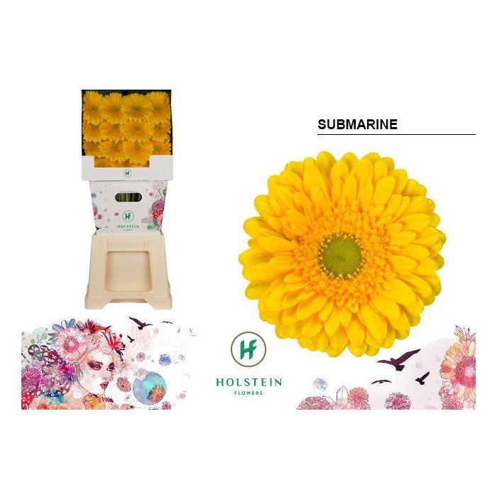 <h4>Ge Gr Submarine</h4>