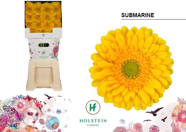 <h4>Gerbera diamond submarine</h4>
