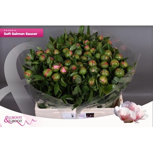 PAEO S SALMON SAUCER