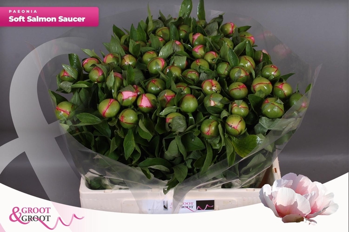 <h4>PAEO S SALMON SAUCER</h4>