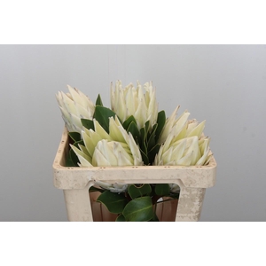 Protea Cynaroides Full Moon