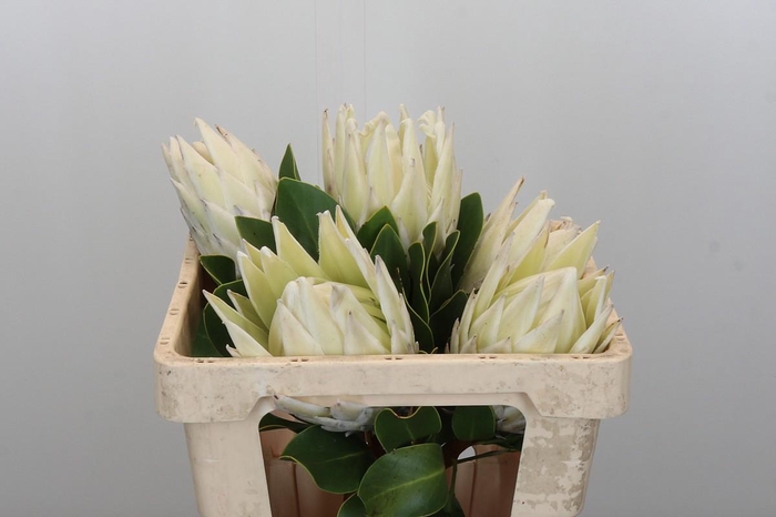 <h4>Protea Cynaroides Full Moon</h4>
