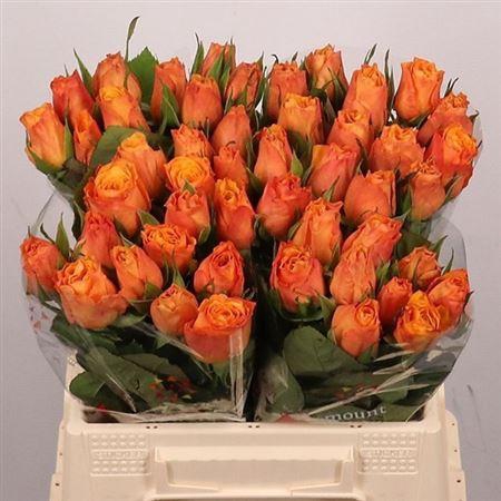 <h4>R Gr Confidential</h4>