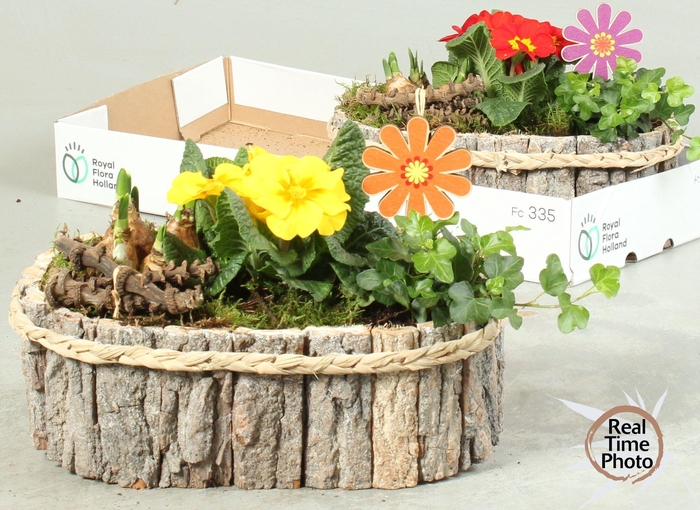 <h4>ARR TUINPLANTEN</h4>